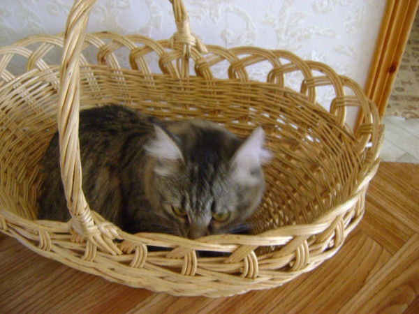 Валентина Шеломихина