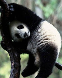 Лена Шевченко