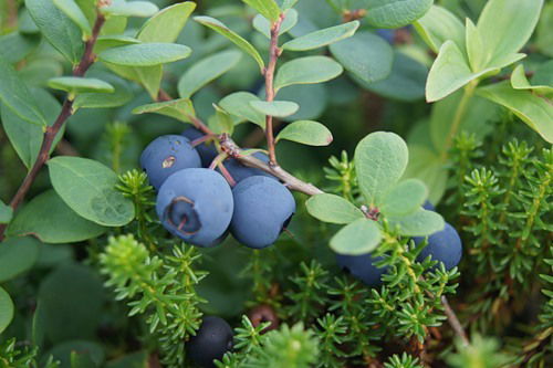 Юлия Калинина