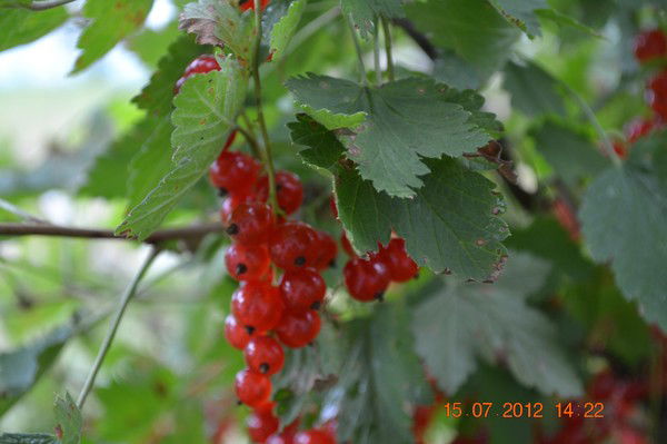 Наталья Чернышова