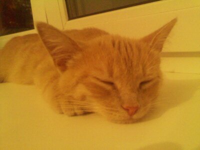 Екатерина Симоненко