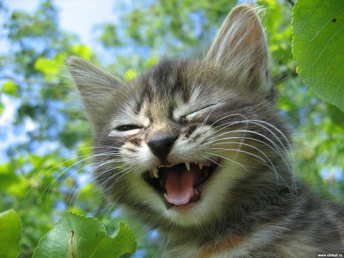 Настя Беспалова