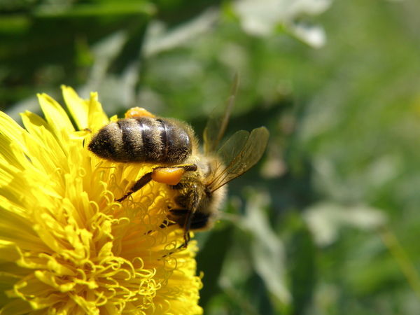 Юлия Сотокина