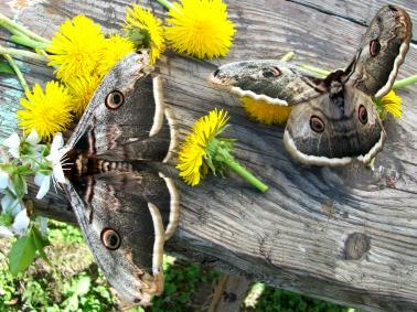 Арнольда Лебедева