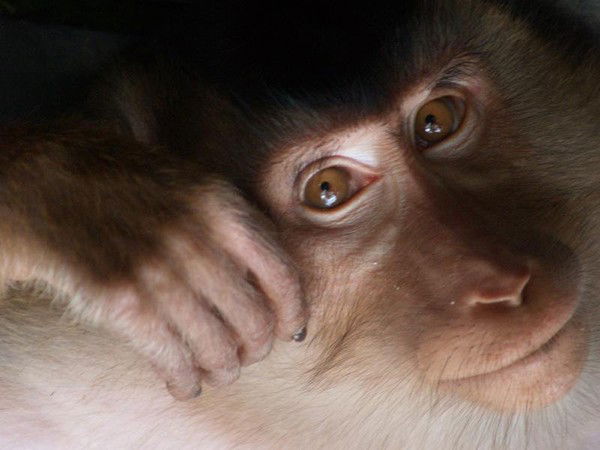 Юлия Горелик