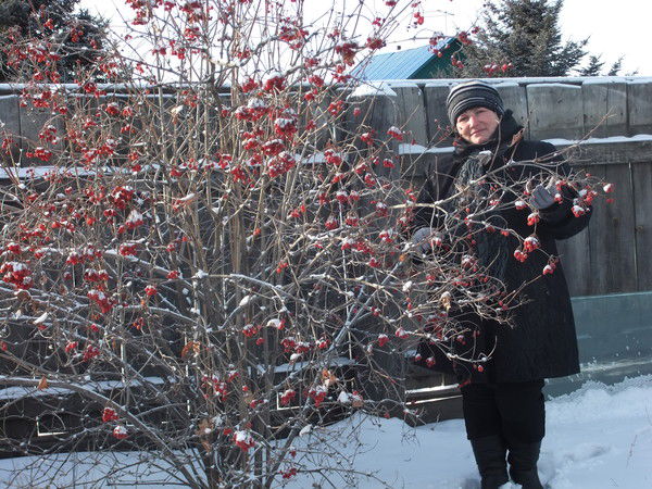 Елена Черникова