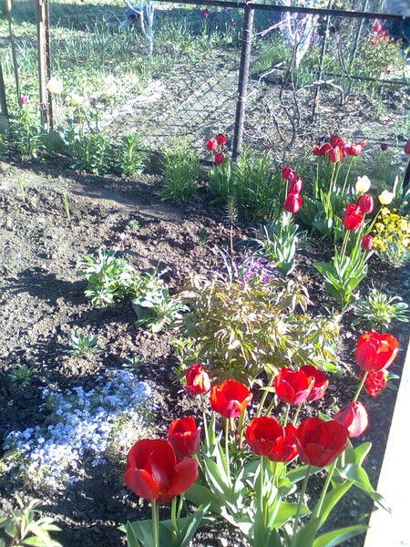 Ирина Верховская