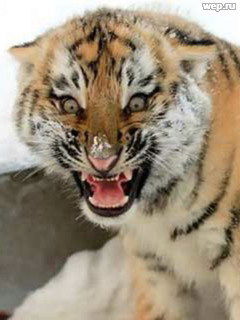 Эльвира Куртеева