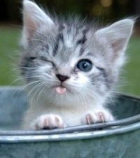 Александр Петров