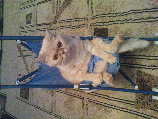 Владимир Колодяжный