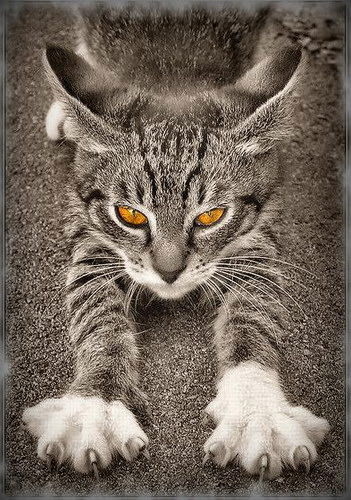 Ирек Аглеев