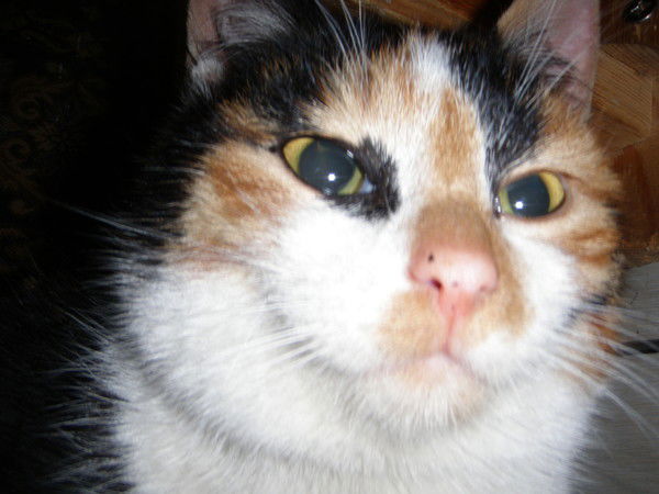 Матвей Башмаков