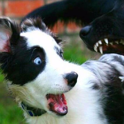 Вова Чкалов