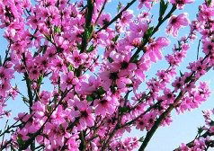 Камиль Якупов