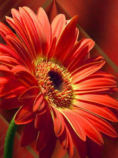 Валентина Комиссарова