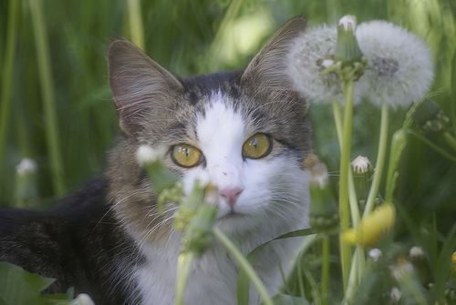 Любовь Roshkolaeva