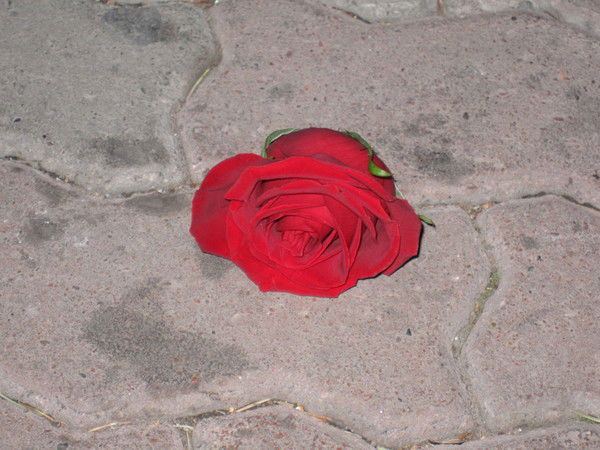 Наталья Богович