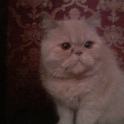 Арина Литвина