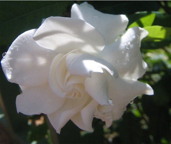 Елена Соболева