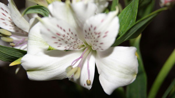 Тамара Мязова