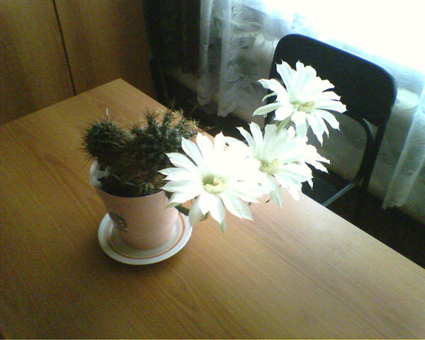 Л....... К...........