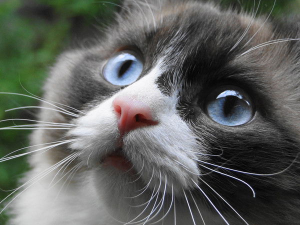 Александр Кочанов