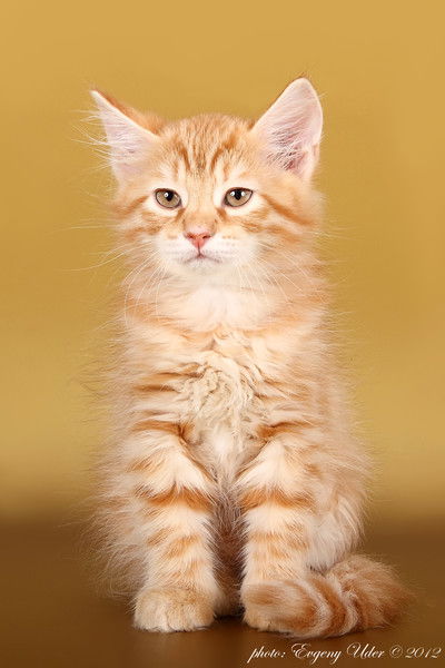 Лариса Гаркавенко