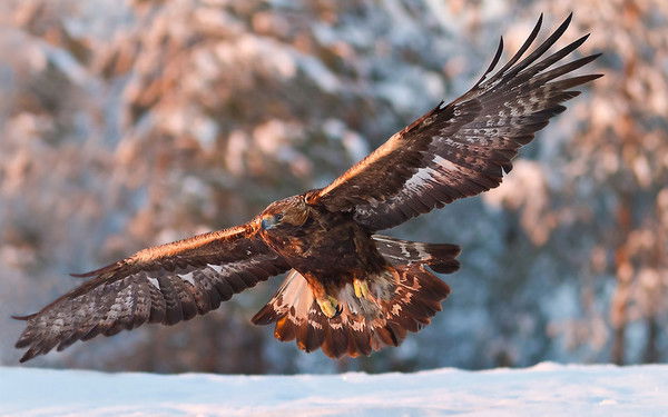 Зарецкая Алла