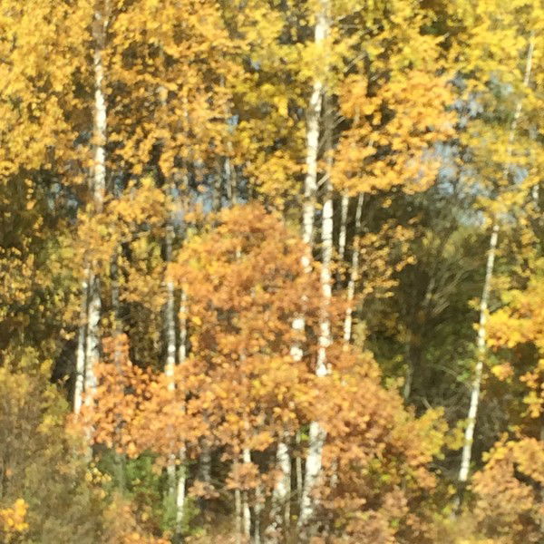 Татьяна Мироненко