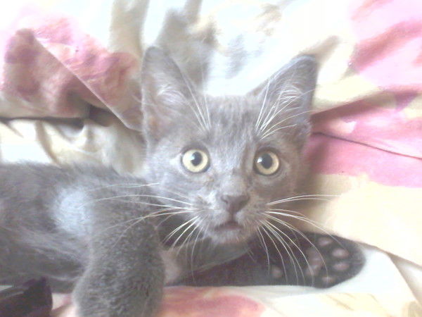 Александр Груба