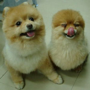 Джонатан Свифт