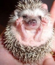 Изабелла Долгополова