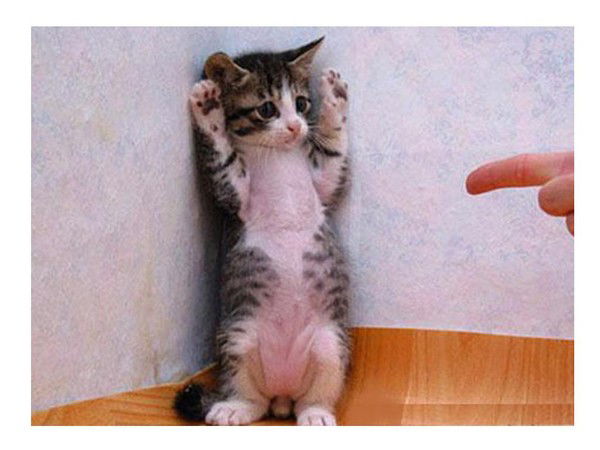 Галина Толкачева