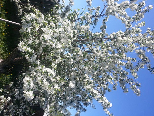 Екатерина Чебыкина