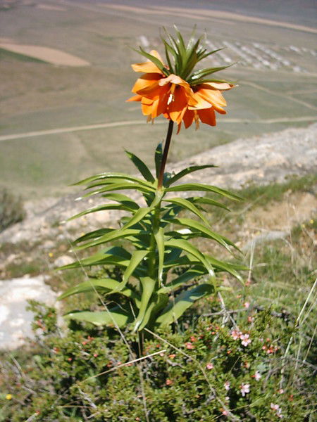 Алтынбек Энезаров