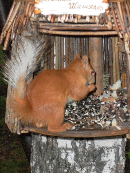 Виктория Ноябрьская