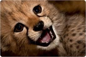 Глаша Дубинина