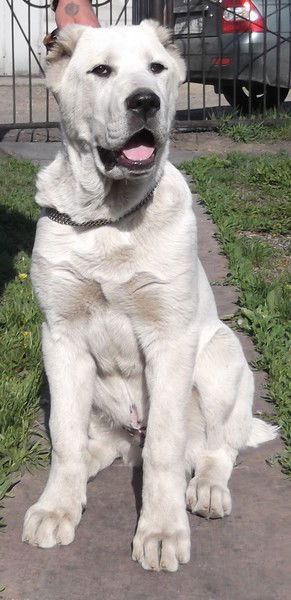 Олег Иванович