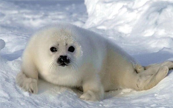 Кирилл Васильев