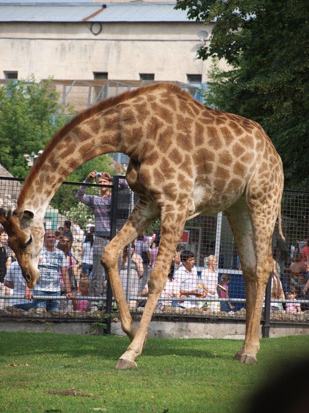 Валентина Арапова