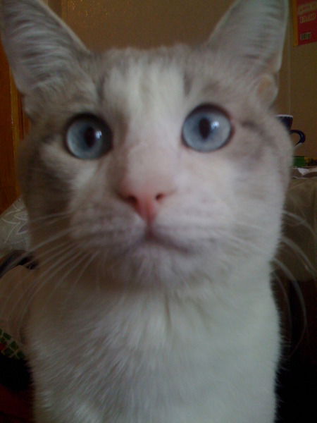 Денис Власов