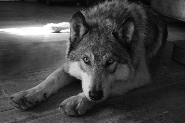 Ильяс Багашев