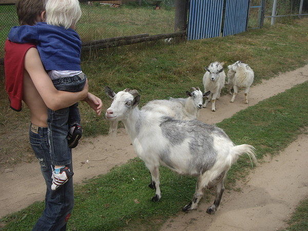 Алексей Бородин