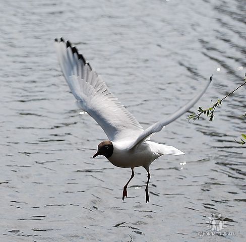 Олейникова Лариса