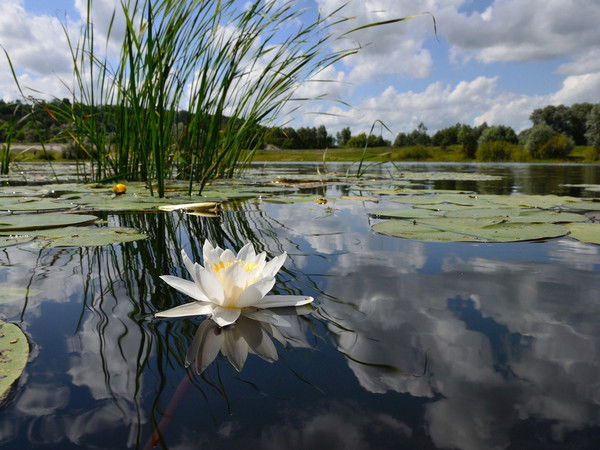 Ольга Сахарова