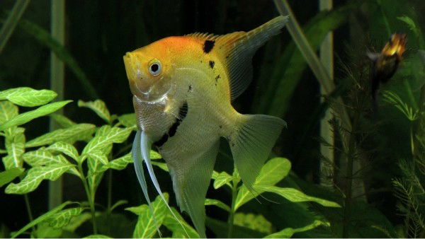 *** Віктор Голубєв***