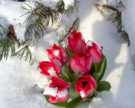 Людмила Владимировна Шипилова