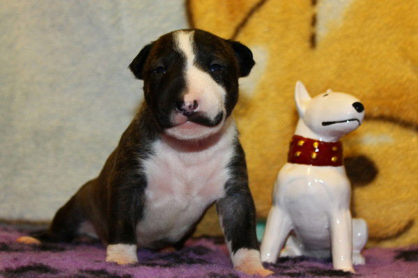 Елена Леонтьева