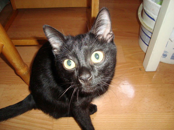 Антонина Кашменская