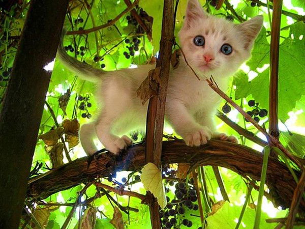 Алена Алена